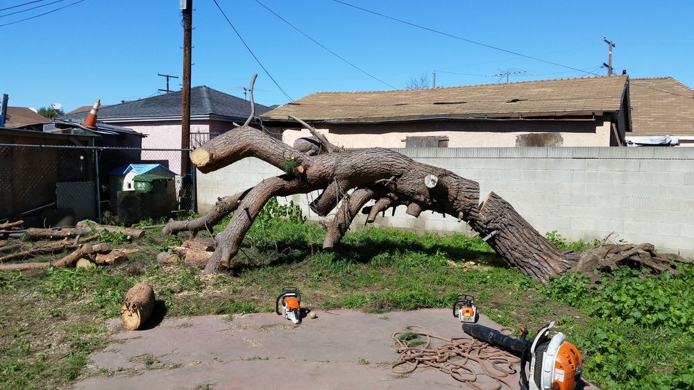 Large fallen tree removal