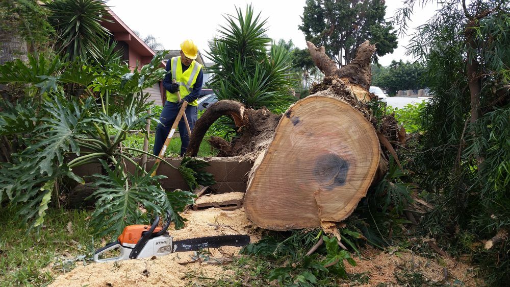 Large trunk cross-section